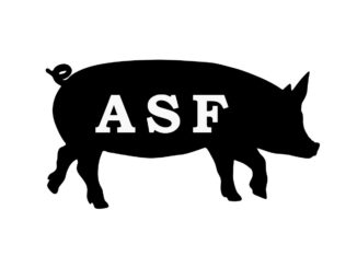 Czarny kontur świni z napisem ASF