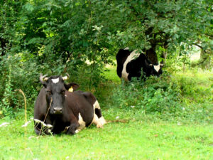 krowy na pastwisku